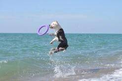 Puller 22 Puller -Animalear Ventas 114417 collar 5