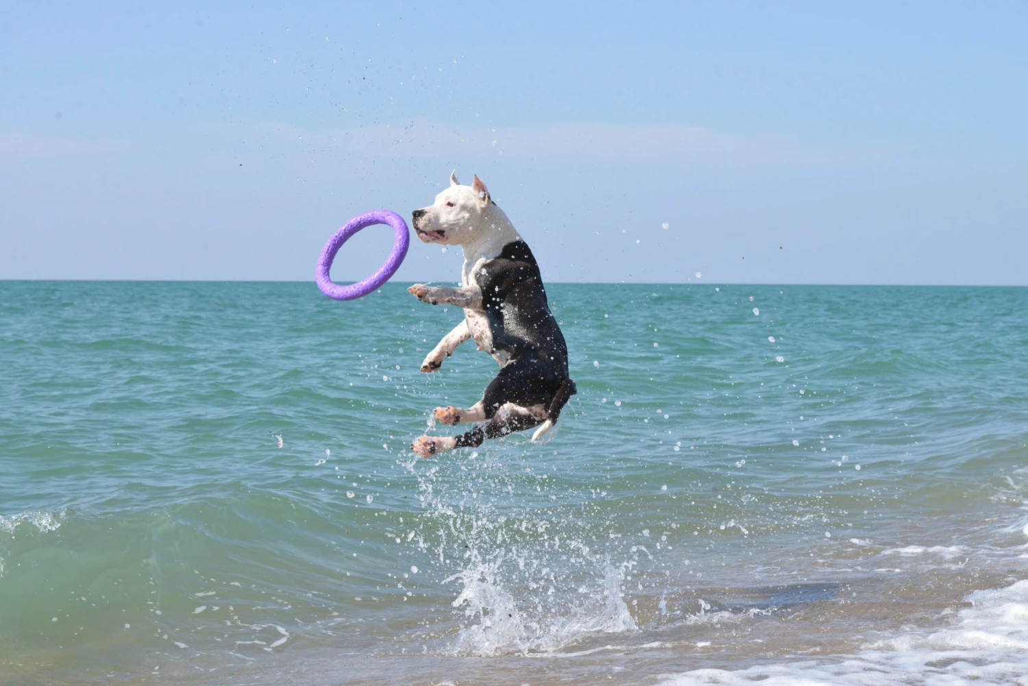 Puller 12 Puller - Imagen 10