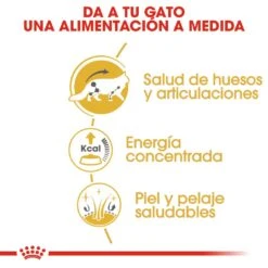 ROYAL CANIN Pack 12 Maine Coon -Animalear Ventas 127916 rc fbn wet mainecoon cv2s 2