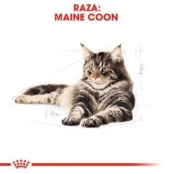 ROYAL CANIN Pack 12 Maine Coon -Animalear Ventas 127916 rc fbn wet mainecoon cv 7