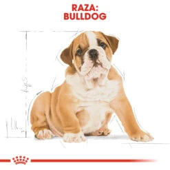 ROYAL CANIN Bulldog Puppy Pienso Para Cachorro De Raza -Animalear Ventas 139 rc bhn puppybulldog cm eretailkit 4 es es 6
