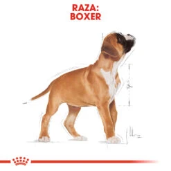 ROYAL CANIN Boxer Puppy Pienso Para Cachorro De Raza -Animalear Ventas 156 rc bhn puppyboxer cm eretailkit 4 es es 6