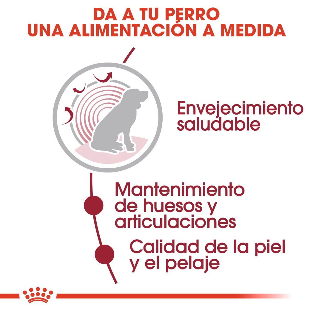 ROYAL CANIN Pack 10 Medium Ageing 6 ROYAL CANIN Pack 10 Medium Ageing - Imagen 4