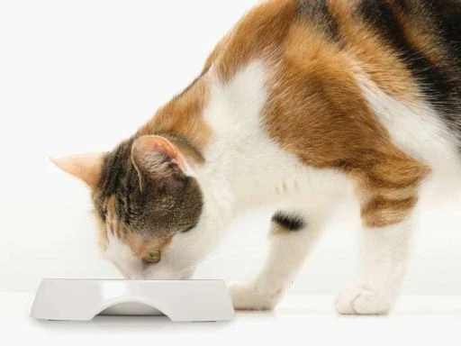 Catit Comedero Doble Acero Inoxidable 3 Catit Comedero Doble Acero Inoxidable