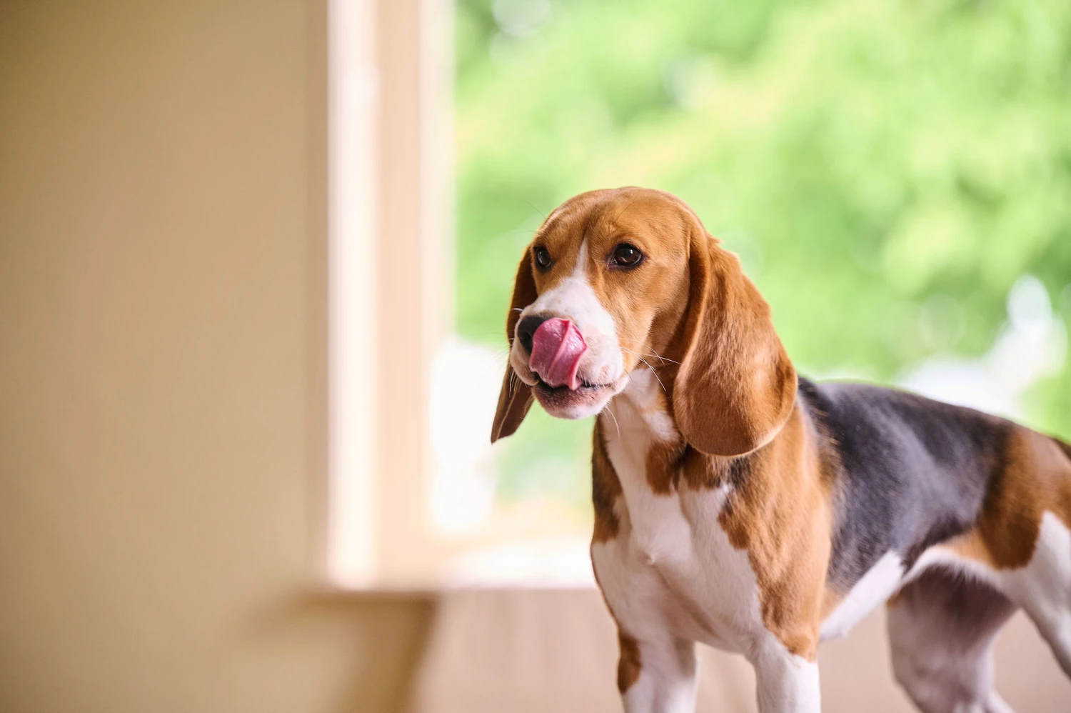 BEAPHAR Antiparasitario Natural Para Parásitos Intestinales 5 BEAPHAR Antiparasitario Natural Para Parásitos Intestinales - Imagen 3