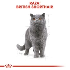 ROYAL CANIN British Shorthair Pienso Para Gato Adulto De Raza 29 ROYAL CANIN British Shorthair Pienso Para Gato Adulto De Raza -Animalear Ventas 3468 rc fbn britishsh 8