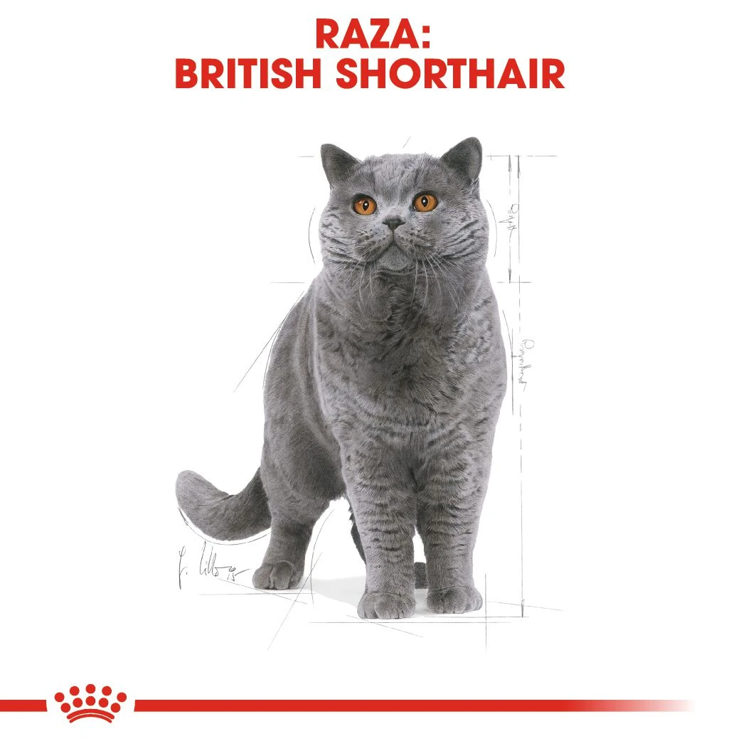 ROYAL CANIN British Shorthair Pienso Para Gato Adulto De Raza 16 ROYAL CANIN British Shorthair Pienso Para Gato Adulto De Raza - Imagen 14