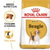 ROYAL CANIN Beagle Adult Pienso Para Perro Adulto De Raza