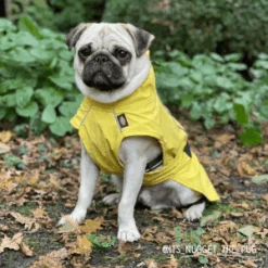 Trixie Impermeable Vimy Amarillo Para Perros 17 Trixie Impermeable Vimy Amarillo Para Perros -Animalear Ventas 426360 trixie raincoat dog jacket vimy yellow 3 3 300x300 3