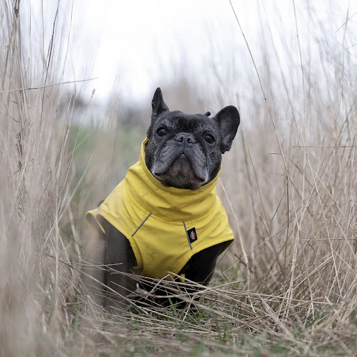 Trixie Impermeable Vimy Amarillo Para Perros 8 Trixie Impermeable Vimy Amarillo Para Perros - Imagen 6