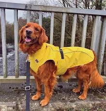 Trixie Impermeable Vimy Amarillo Para Perros 9 Trixie Impermeable Vimy Amarillo Para Perros - Imagen 7