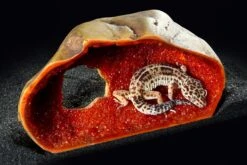 EXO TERRA ExoTerraCrystal Cave Grande -Animalear Ventas 48607 pt2867 crystal cave with gecko inside 2