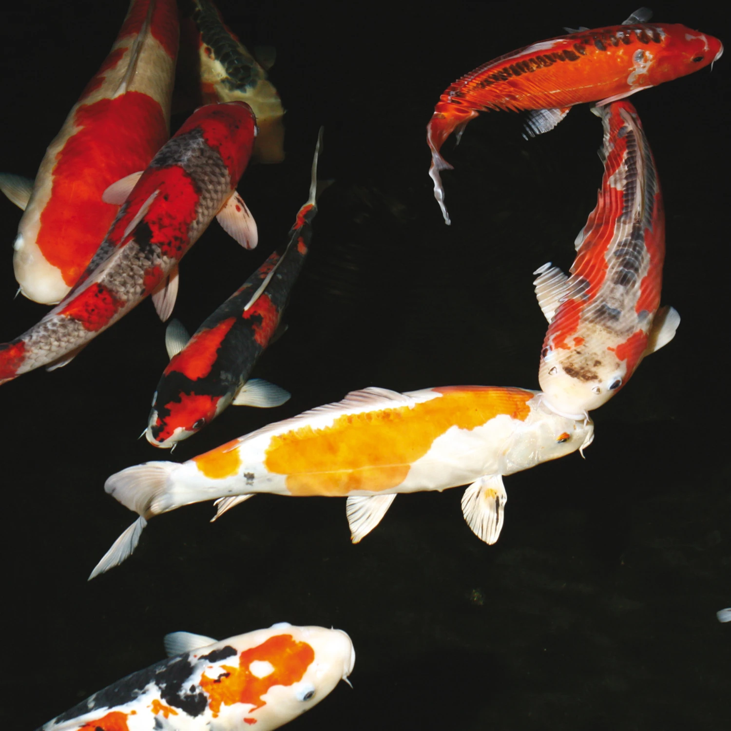 JBL Bactopond 4 JBL Bactopond - Imagen 2