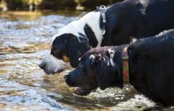 Ruffwear Collar Perro Hoopie Obsidian Black -Animalear Ventas 71Vh1sqQ8wL AC SL1200 62dfc7f7e7b29