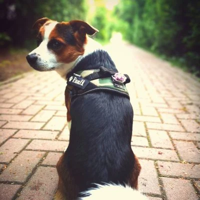 Julius K9 Arnés IDC Camuflaje 6 Julius K9 Arnés IDC Camuflaje - Imagen 4