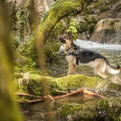 Julius K9 Arnés IDC Camuflaje 13 Julius K9 Arnés IDC Camuflaje -Animalear Ventas 74075 julius k9 idc powergeschirr camouflage 4 3 63ca5226ec8f3