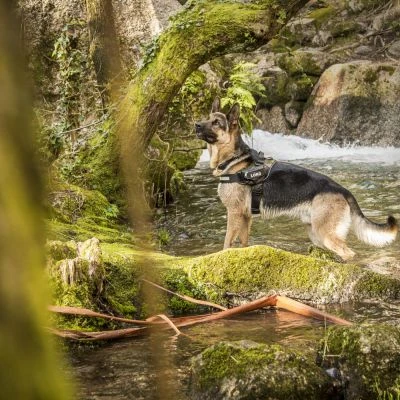 Julius K9 Arnés IDC Camuflaje 7 Julius K9 Arnés IDC Camuflaje - Imagen 5