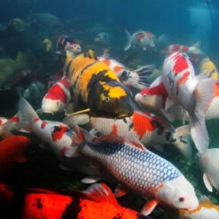 JBL Propond All Seasons S -Animalear Ventas 82759 61fd112575e6b