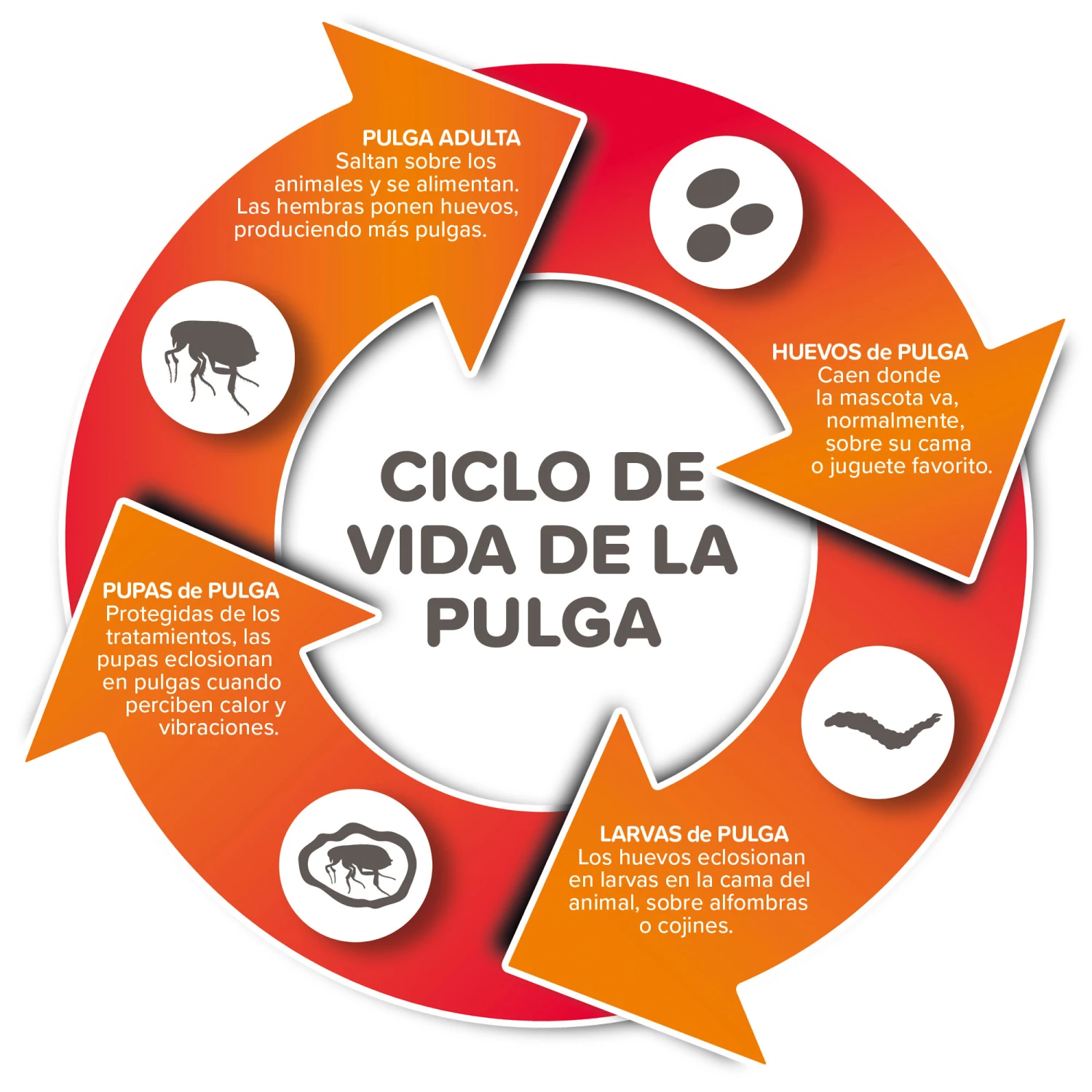 Spray Antiparasitario Para Gatos Y Perros (2,5mg/ml) 5 Spray Antiparasitario Para Gatos Y Perros (2,5mg/ml) - Imagen 3