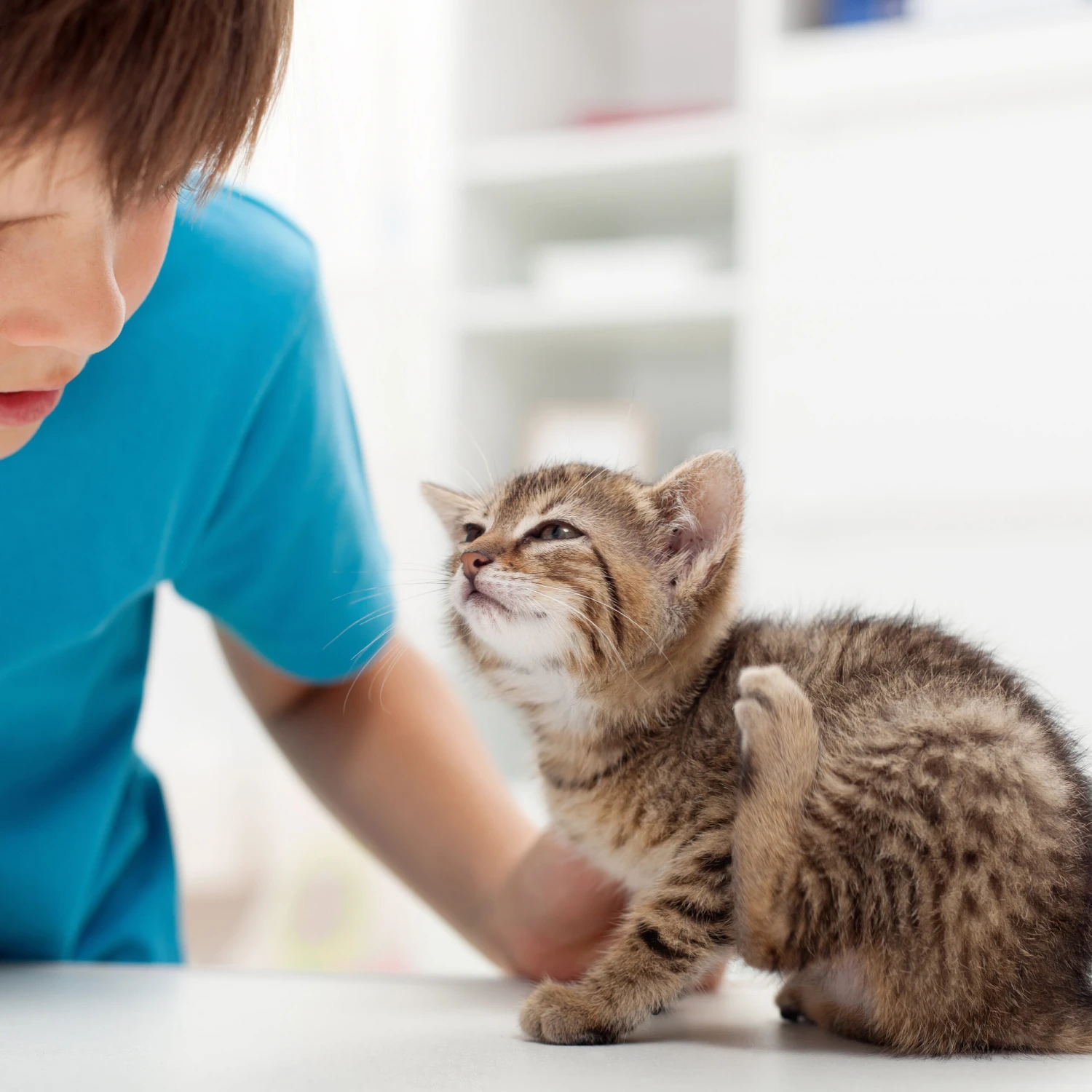 Spray Antiparasitario Para Gatos Y Perros (2,5mg/ml) 8 Spray Antiparasitario Para Gatos Y Perros (2,5mg/ml) - Imagen 6