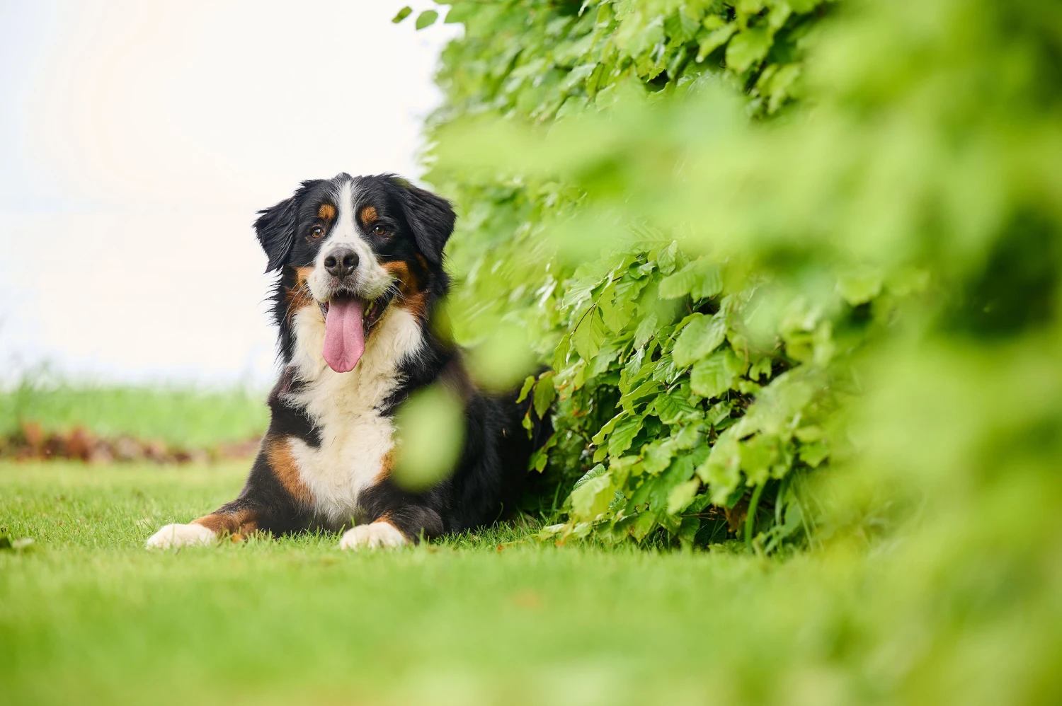 BEAPHAR Antiparasitario Natural Para Parásitos Intestinales 6 BEAPHAR Antiparasitario Natural Para Parásitos Intestinales - Imagen 4