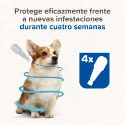 BEAPHAR Pipetas Caniguard Duo Para Perros De 1,4-4 Kg 10 BEAPHAR Pipetas Caniguard Duo Para Perros De 1,4-4 Kg -Animalear Ventas 8711231170425 2 64c78c087d36d