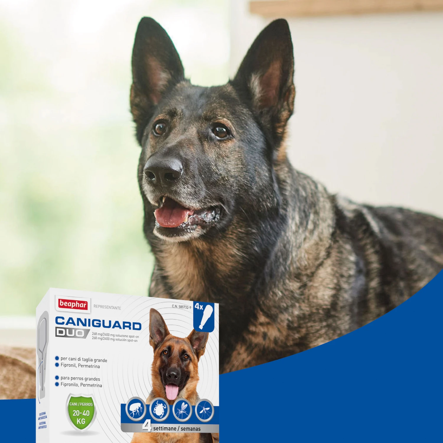 BEAPHAR Pipeta Caniguard Duo Solución Spot-On Para Perros De 20-40 Kg (268 Mg/2.400 Mg) 7 BEAPHAR Pipeta Caniguard Duo Solución Spot-On Para Perros De 20-40 Kg (268 Mg/2.400 Mg) - Imagen 5