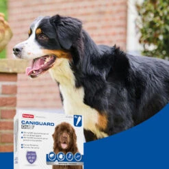 BEAPHAR Pipeta Caniguard Duo Solución Spot-On Para Perros De +40 Kg (402 Mg/3.600 Mg) -Animalear Ventas 8711231170463 4 64a6c5d4a6b4f