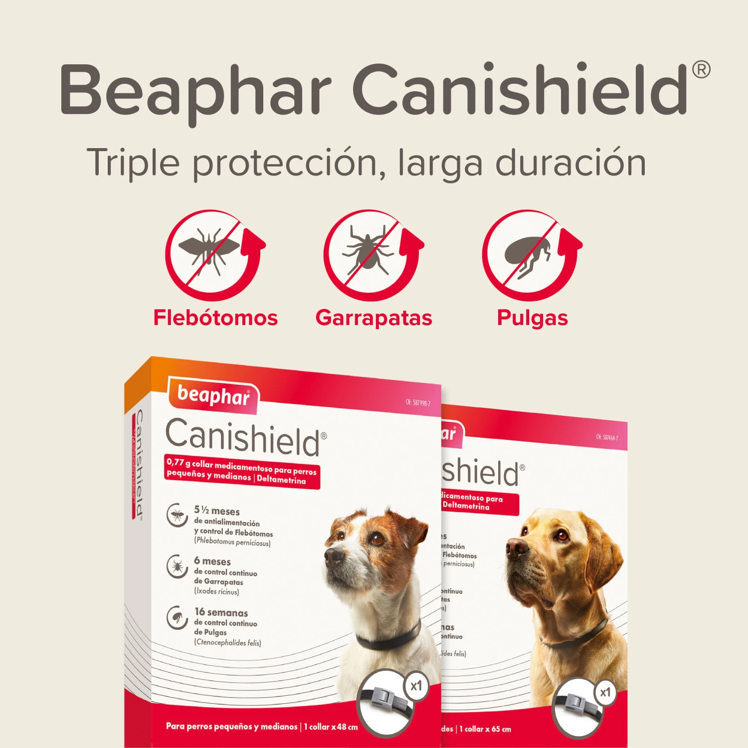 BEAPHAR Collar Canishield Antiparásitos Para Perros Pequeños 9 BEAPHAR Collar Canishield Antiparásitos Para Perros Pequeños - Imagen 7