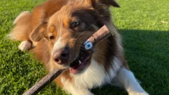 Stick Frank -Animalear Ventas DOOG stick para perros 64f1c669b8503