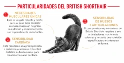 ROYAL CANIN British Shorthair Pienso Para Gato Adulto De Raza 22 ROYAL CANIN British Shorthair Pienso Para Gato Adulto De Raza -Animalear Ventas FBN Adult BritishShorth desk ES mod4 62f5091634ce0