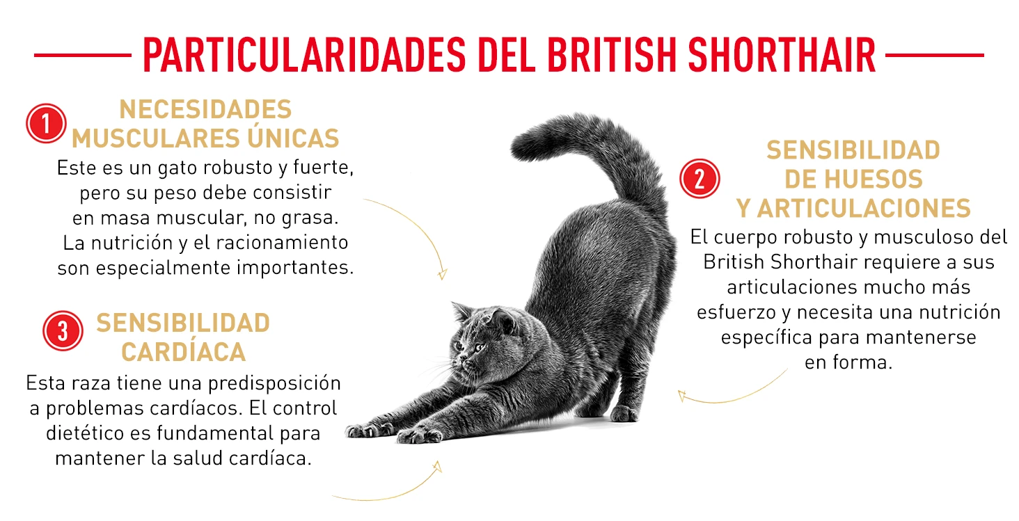 ROYAL CANIN British Shorthair Pienso Para Gato Adulto De Raza 9 ROYAL CANIN British Shorthair Pienso Para Gato Adulto De Raza - Imagen 7