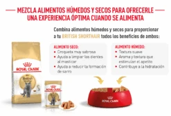 ROYAL CANIN British Shorthair Pienso Para Gato Adulto De Raza 24 ROYAL CANIN British Shorthair Pienso Para Gato Adulto De Raza -Animalear Ventas FBN Adult BritishShorth desk ES mod7 63035b8ac880f