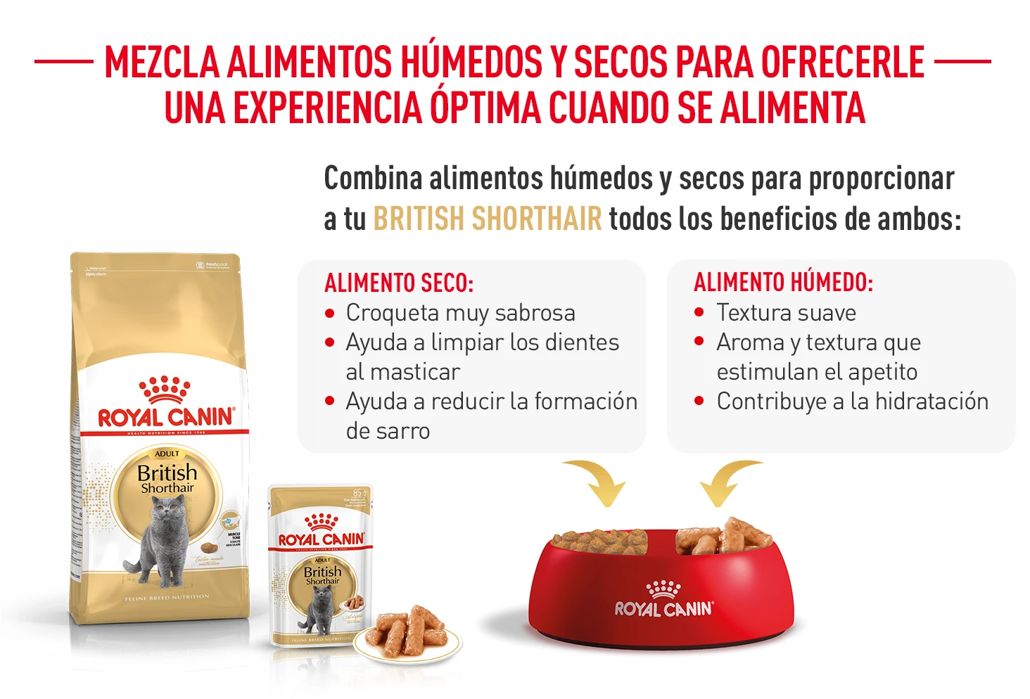 ROYAL CANIN British Shorthair Pienso Para Gato Adulto De Raza 11 ROYAL CANIN British Shorthair Pienso Para Gato Adulto De Raza - Imagen 9