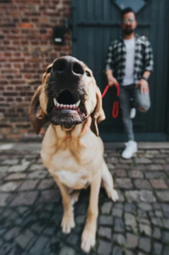 Hunter Correa Freestyle Para Perros -Animalear Ventas HU39105 1 62b04600e22e9