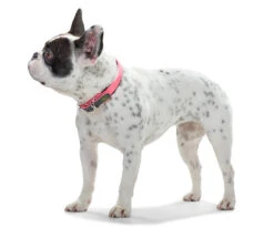 Hunter Collar Convenience Para Perros Color Turquesa -Animalear Ventas HU63084 HU63090 HU63096 HU63102 HU63108 2 62ac60aebbe62