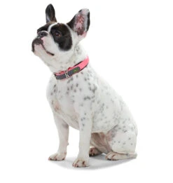 Hunter Collar Convenience Para Perros Color Rosa Neón -Animalear Ventas HU63084 HU63090 HU63096 HU63102 HU63108 3 62ac606be2b28