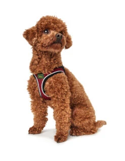 Hunter Arnés Hilo Comfort Rojo 7 Hunter Arnés Hilo Comfort Rojo -Animalear Ventas HU66601 HU66602 HU66603 HU66604 HU66605 HU66606 HU66607 HU67467 3 62b03bb652962