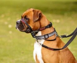 Bozal Antitirones Acolchado Optifit -Animalear Ventas Halti Optifit Headcollar size m On dog showing training lead double attachment Header Gallery 694x572 633fda1ae1f81