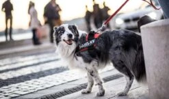 Julius K9 Arnés IDC Power Flores Rosa 8 Julius K9 Arnés IDC Power Flores Rosa -Animalear Ventas IMG 3949 copy 6272316ec4305