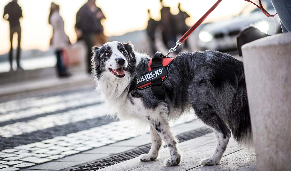 Arnés Julius K9 Negro 13 Arnés Julius K9 Negro - Imagen 11