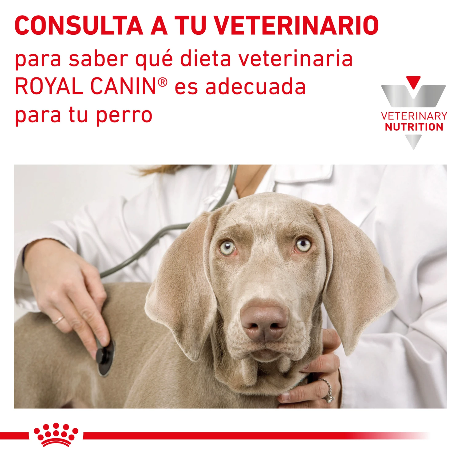 ROYAL CANIN Pack 12 Comida Húmeda Gastro Intestinal Low Fat Canine 7 ROYAL CANIN Pack 12 Comida Húmeda Gastro Intestinal Low Fat Canine - Imagen 5