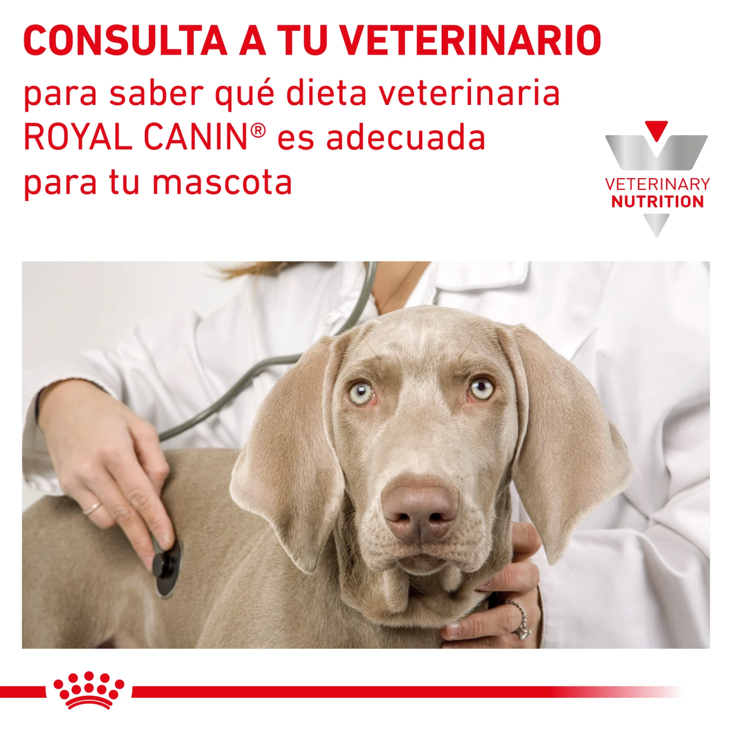 ROYAL CANIN Pack 12 Canine & Feline Recovery (Lata) 5 ROYAL CANIN Pack 12 Canine & Feline Recovery (Lata) - Imagen 3