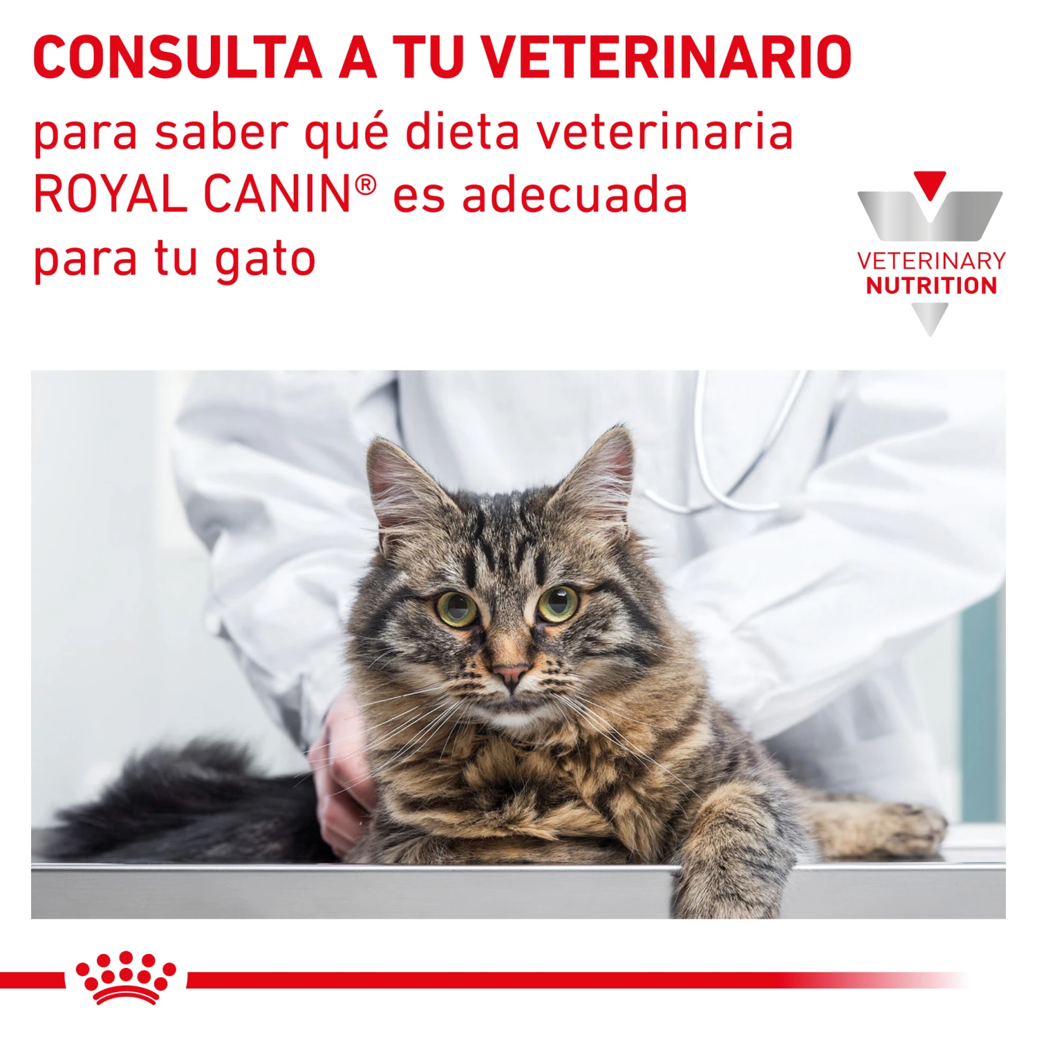 ROYAL CANIN VD Feline Mobility 10 ROYAL CANIN VD Feline Mobility - Imagen 8
