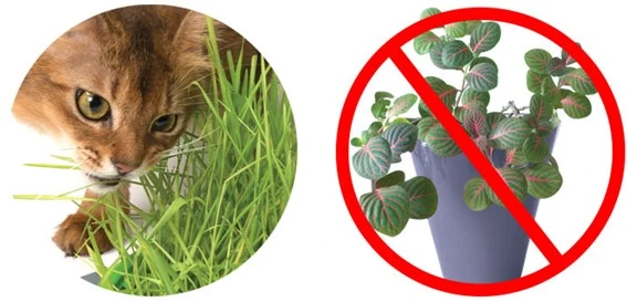 Catit Germinador De Hierba Gatera Senses 2.0 5 Catit Germinador De Hierba Gatera Senses 2.0 - Imagen 3