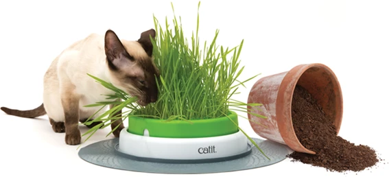 Catit Germinador De Hierba Gatera Senses 2.0 6 Catit Germinador De Hierba Gatera Senses 2.0 - Imagen 4