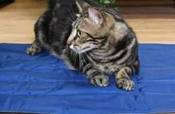 Manta Refrescante Cool Mat Azul Marino Para Perros Y Gatos 10 Manta Refrescante Cool Mat Azul Marino Para Perros Y Gatos -Animalear Ventas Murphy el gato 8 648190279c161