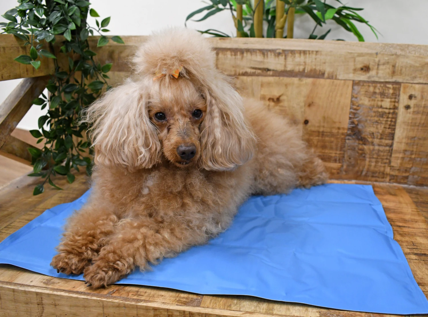 Manta Refrescante Cool Mat Azul Light Para Perros Y Gatos 7 Manta Refrescante Cool Mat Azul Light Para Perros Y Gatos - Imagen 5