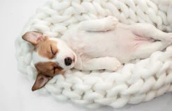 Multiva Calming Calmante Para Perros Medianos Y Grandes -Animalear Ventas PERRO 8 636cddb16c721