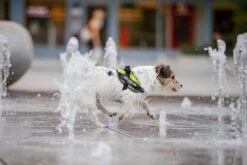 Julius K9 Arnés Powair Verano Azul